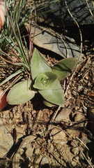 Crassula capitella nodulosa