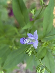 Trichostema dichotomum image