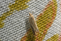 Epinotia solicitana