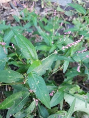 Persicaria maculosa