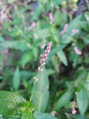 Persicaria maculosa