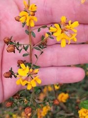 Pultenaea stricta
