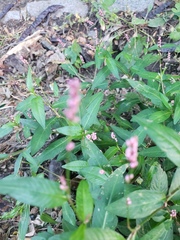 Persicaria maculosa