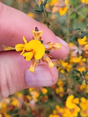 Pultenaea stricta