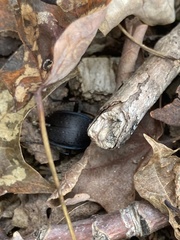 Carabus goryi
