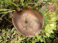 Gymnocarpi