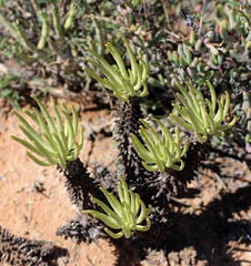 Tylecodon wallichii ecklonianus