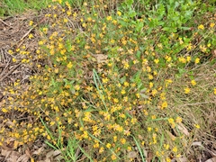 Pultenaea stricta