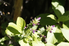 Penstemon serrulatus