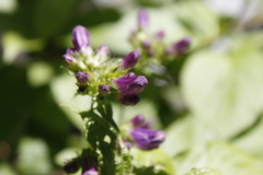 Penstemon serrulatus