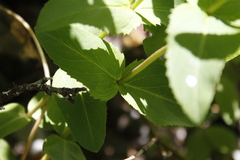 Penstemon serrulatus