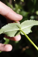 Penstemon serrulatus
