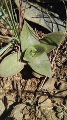 Crassula capitella nodulosa