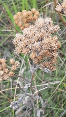 Achillea millefolium borealis