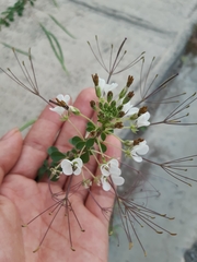 Polanisia dodecandra