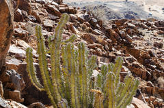 Euphorbia virosa virosa