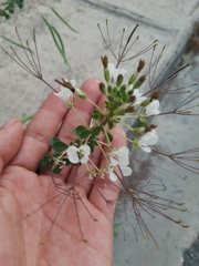 Polanisia dodecandra