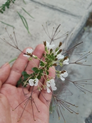 Polanisia dodecandra