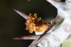 Euphorbia virosa virosa