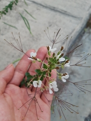 Polanisia dodecandra