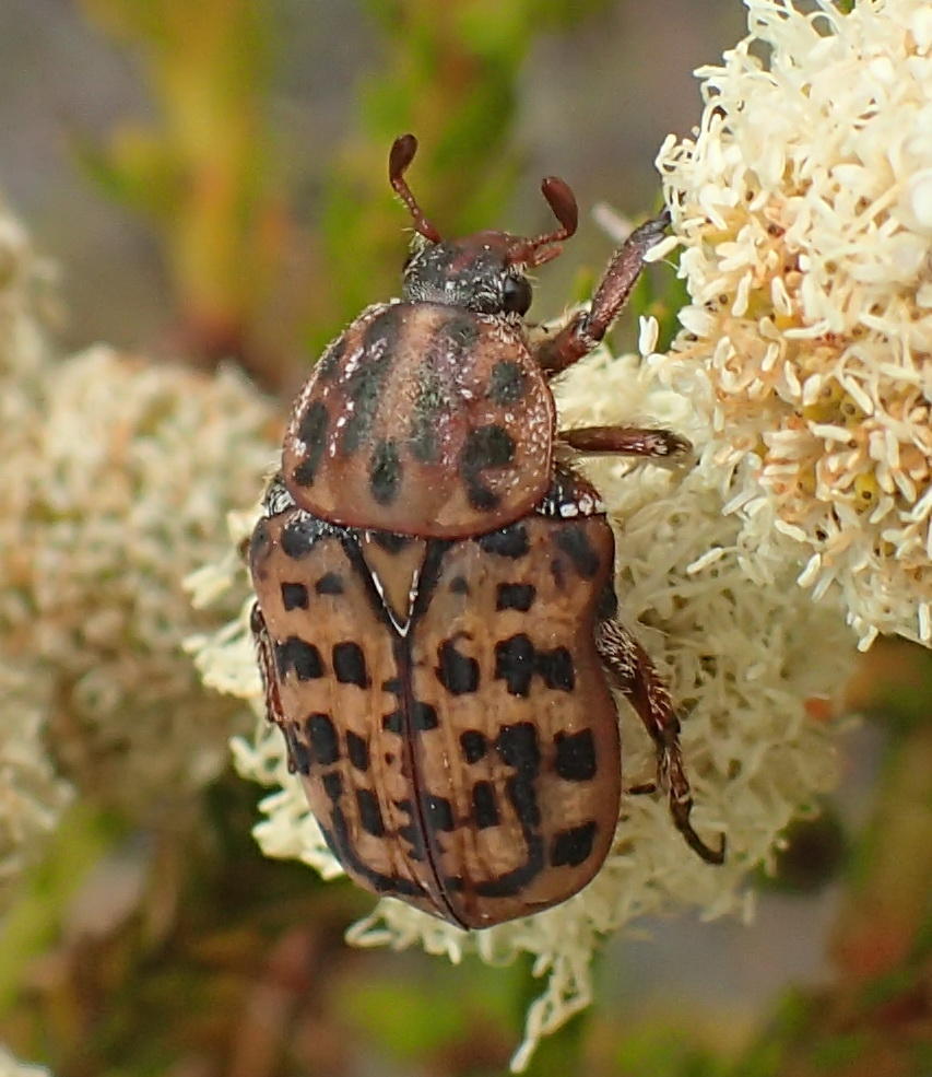 Tiger Fruit Chafer