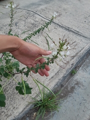 Polanisia dodecandra