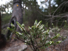 Thryptomene micrantha