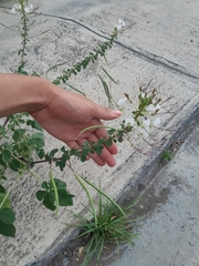 Polanisia dodecandra