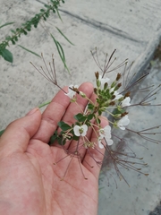 Polanisia dodecandra