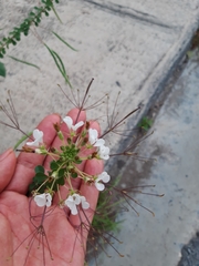 Polanisia dodecandra