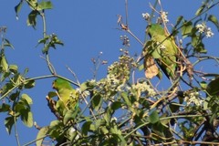 Psilopsiagon aurifrons