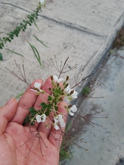 Polanisia dodecandra