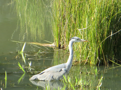 Ardea cinerea