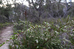 Thryptomene micrantha