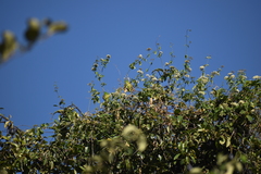 Psilopsiagon aurifrons