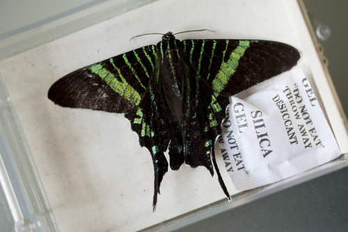 Urania Swallowtail Moth