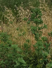 Tithonia tubaeformis