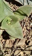 Crassula capitella nodulosa