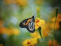 Danaus plexippus image