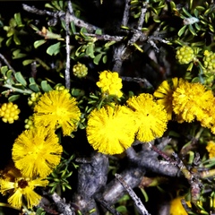 Acacia acanthoclada