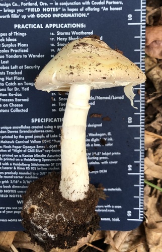 photo of Amanita Mushrooms (Amanita)