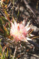 Protea odorata