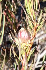 Protea odorata