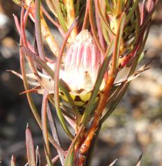 Protea odorata
