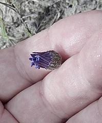 Felicia minima