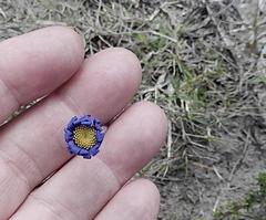 Felicia minima