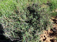 Indigofera sessilifolia