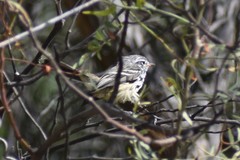 Anairetes flavirostris