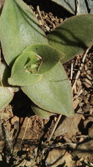 Crassula capitella nodulosa