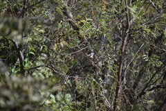 Anairetes flavirostris